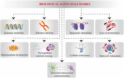 Dietary Supplements and Natural Products: An Update on Their Clinical Effectiveness and Molecular Mechanisms of Action During Accelerated <mark class="highlighted">Biological Aging</mark>